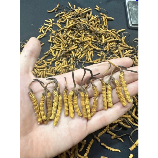 10GR ĐÔNG TRÙNG HẠ THẢO TÂY TẠNG HÀNG GÃY